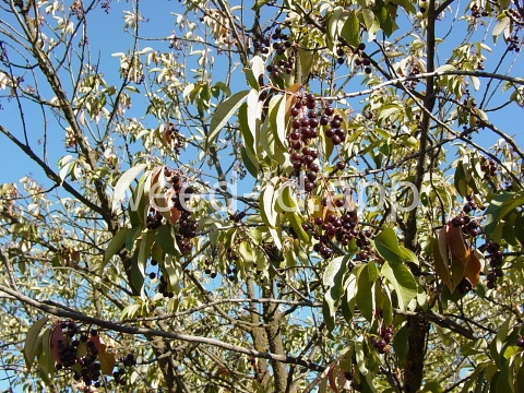 chokecherry, common